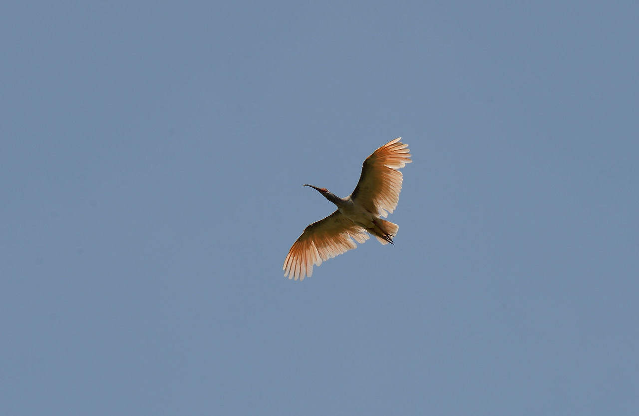 제2회 야생방사_2020년(3).jpg