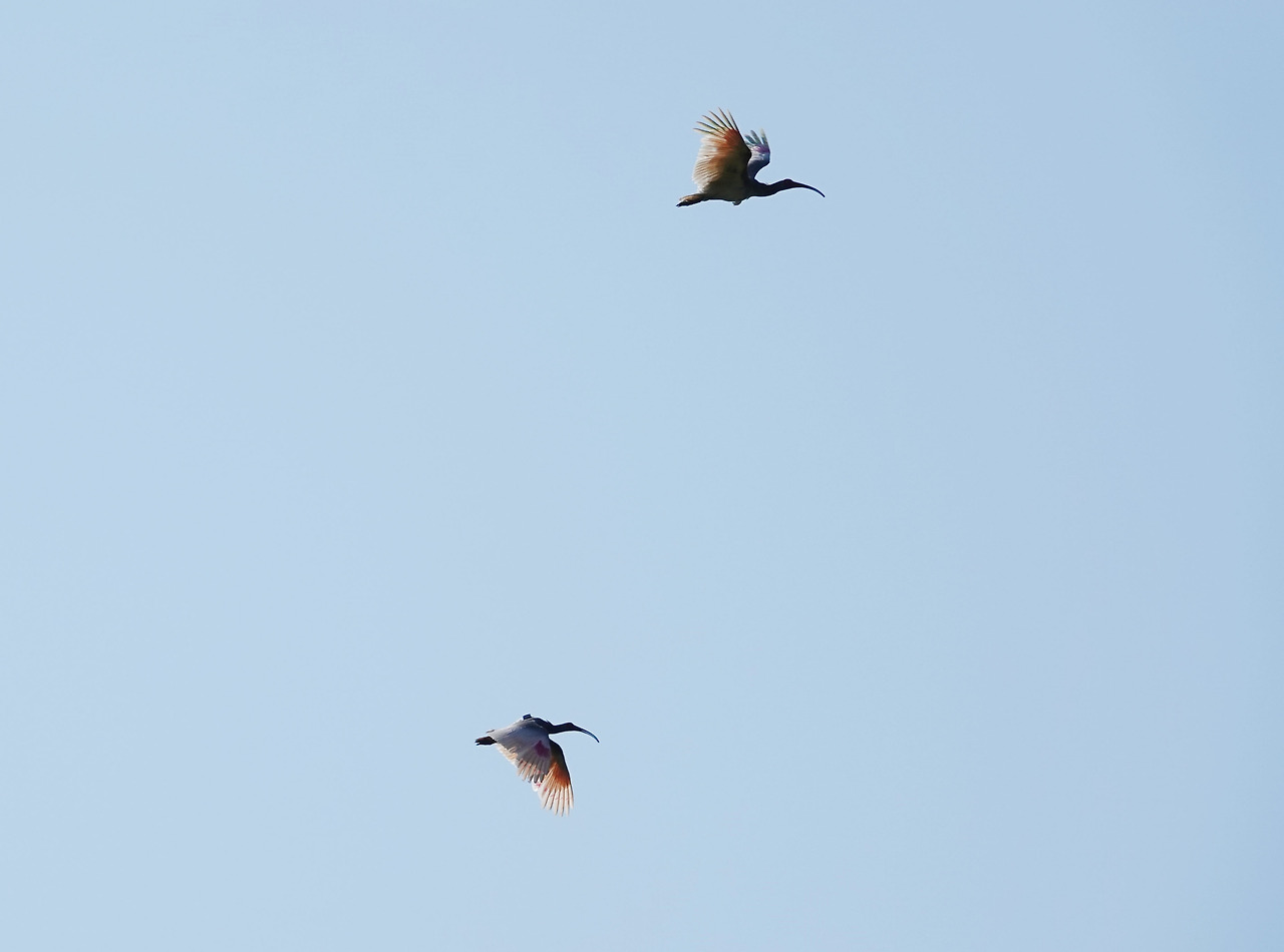 제1회 야생방사_2019년(2).jpg