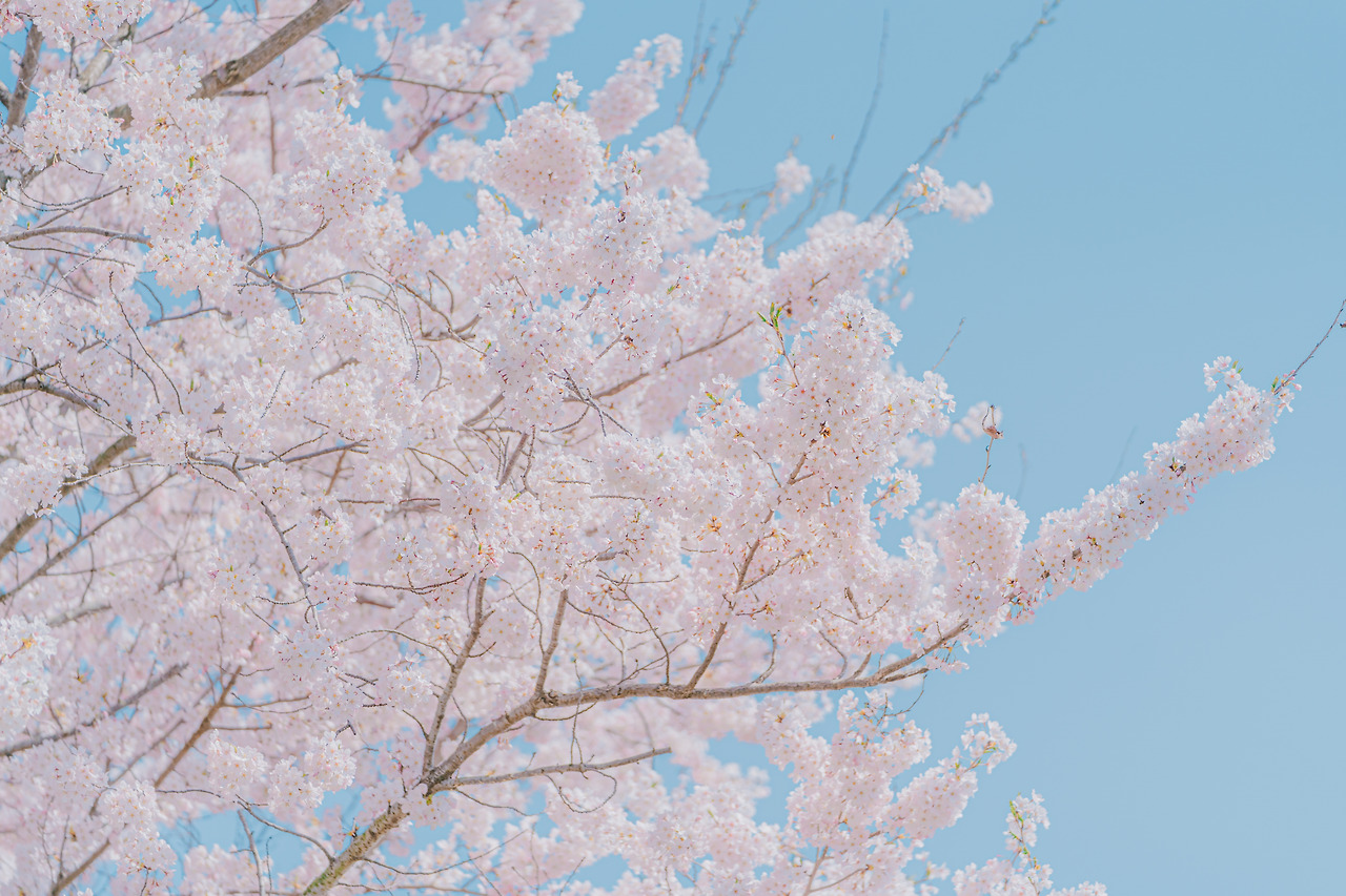 20220411 부춘산체육공원(03)_DSC03643.jpg