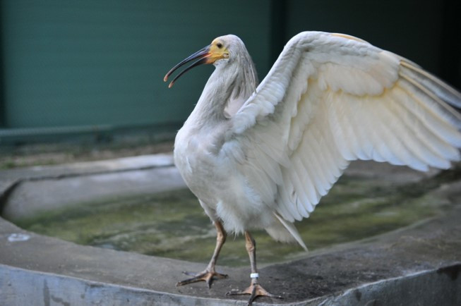 따오기 생후 60일.jpg