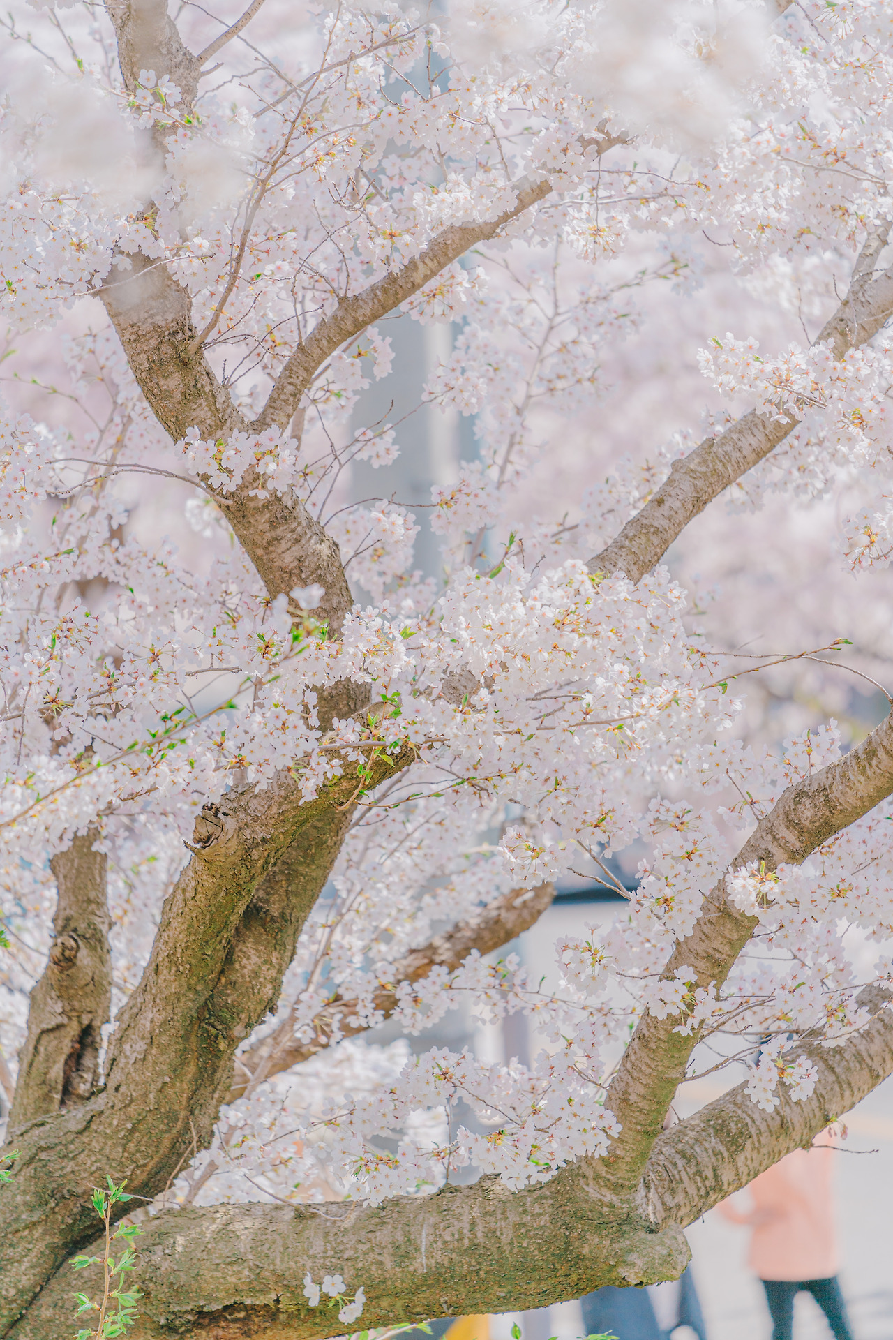 20220411 부춘산체육공원(10)_DSC03682.jpg