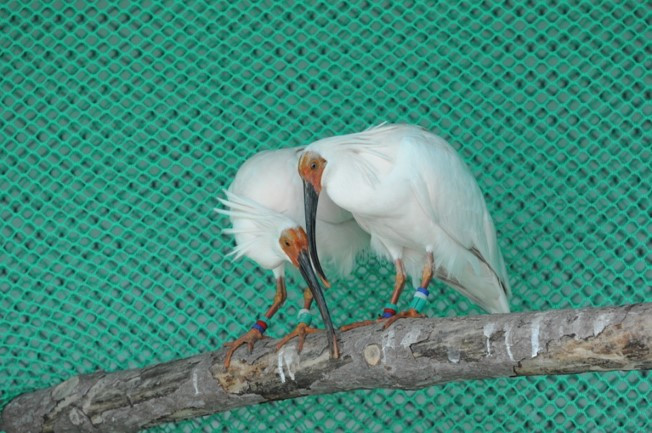 따오기 1년생.jpg