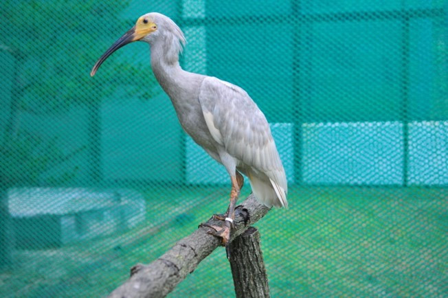 따오기 생후 45일.jpg