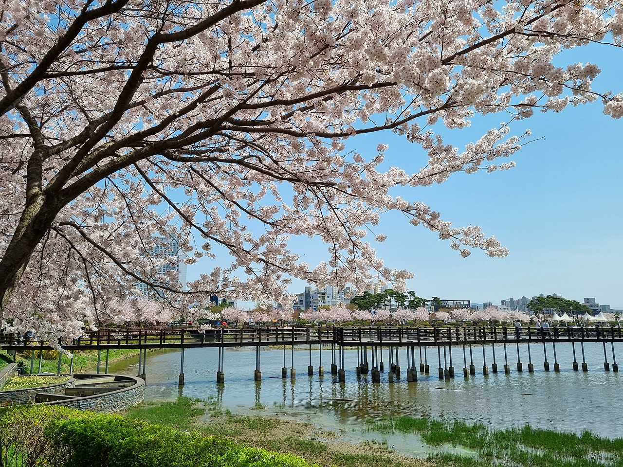 호수공원벚꽃 (4).jpg
