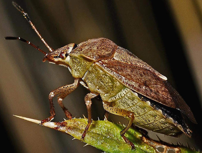 shield-bug-564602_1280.jpg