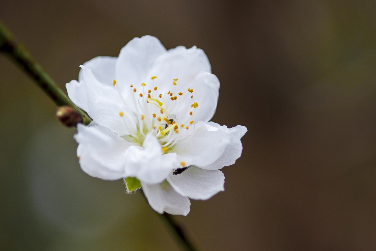 white-flower-7018157_1280.jpg