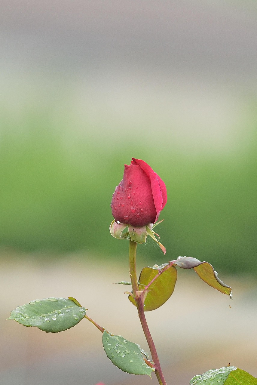 red-rose-7743368_1280.jpg