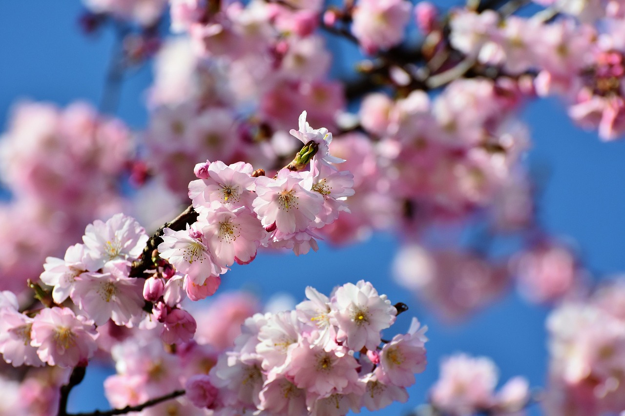 cherry-blossom-3301304_1280.jpg
