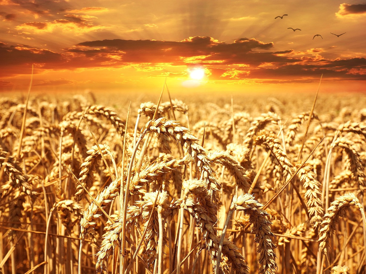wheat-640960_1280.jpg