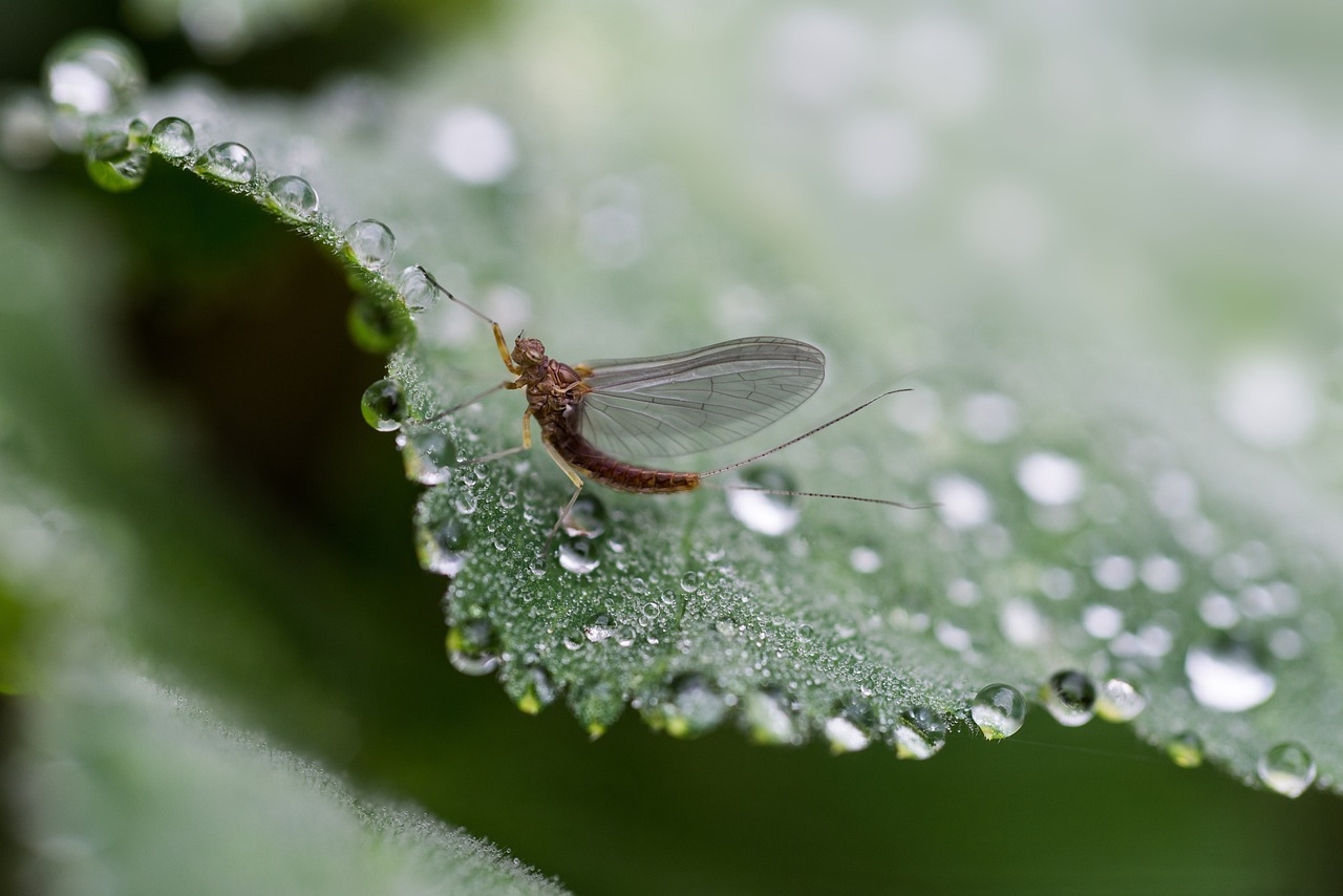 mayfly-6393649_1280.jpg