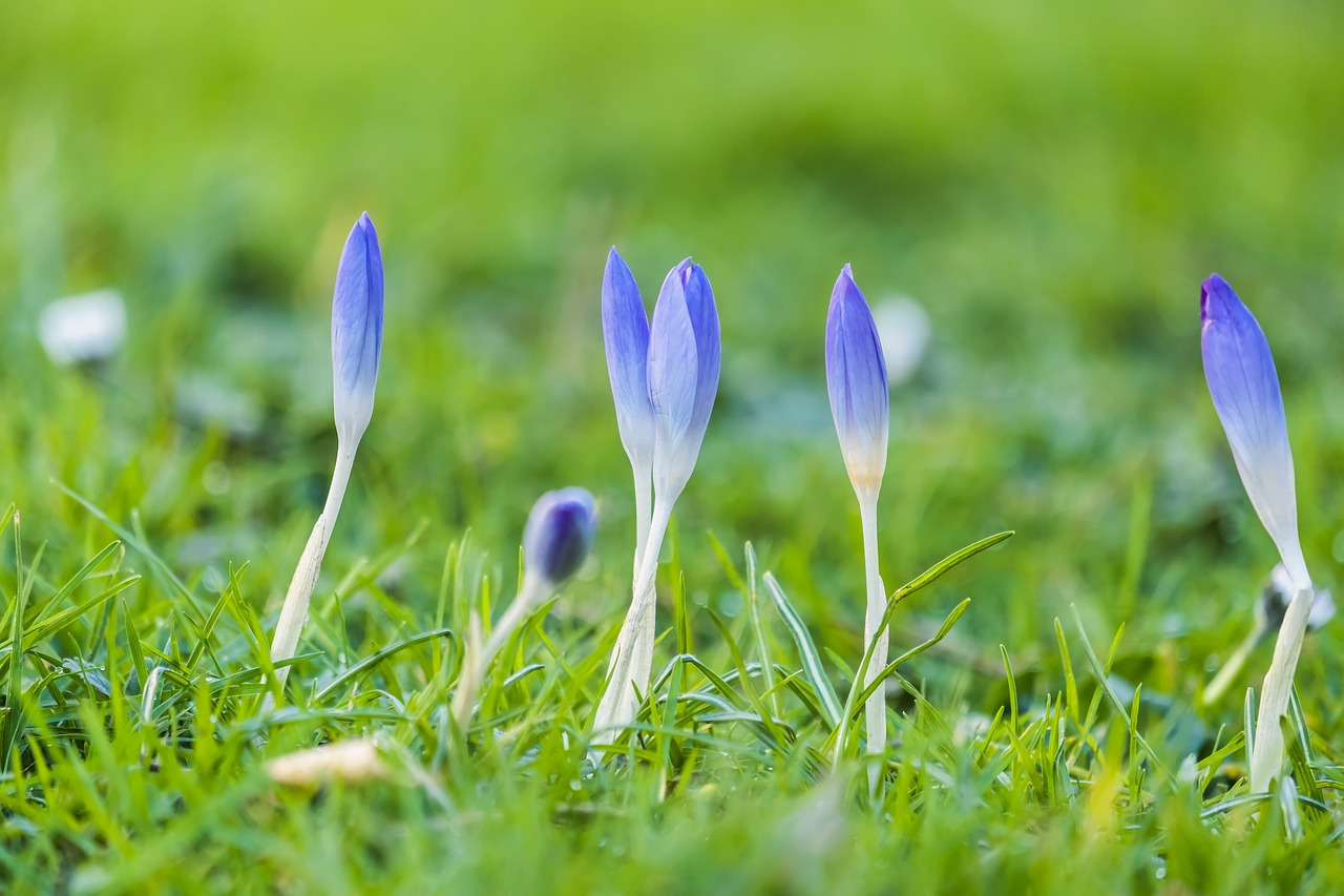 crocus-4846798_1280.jpg