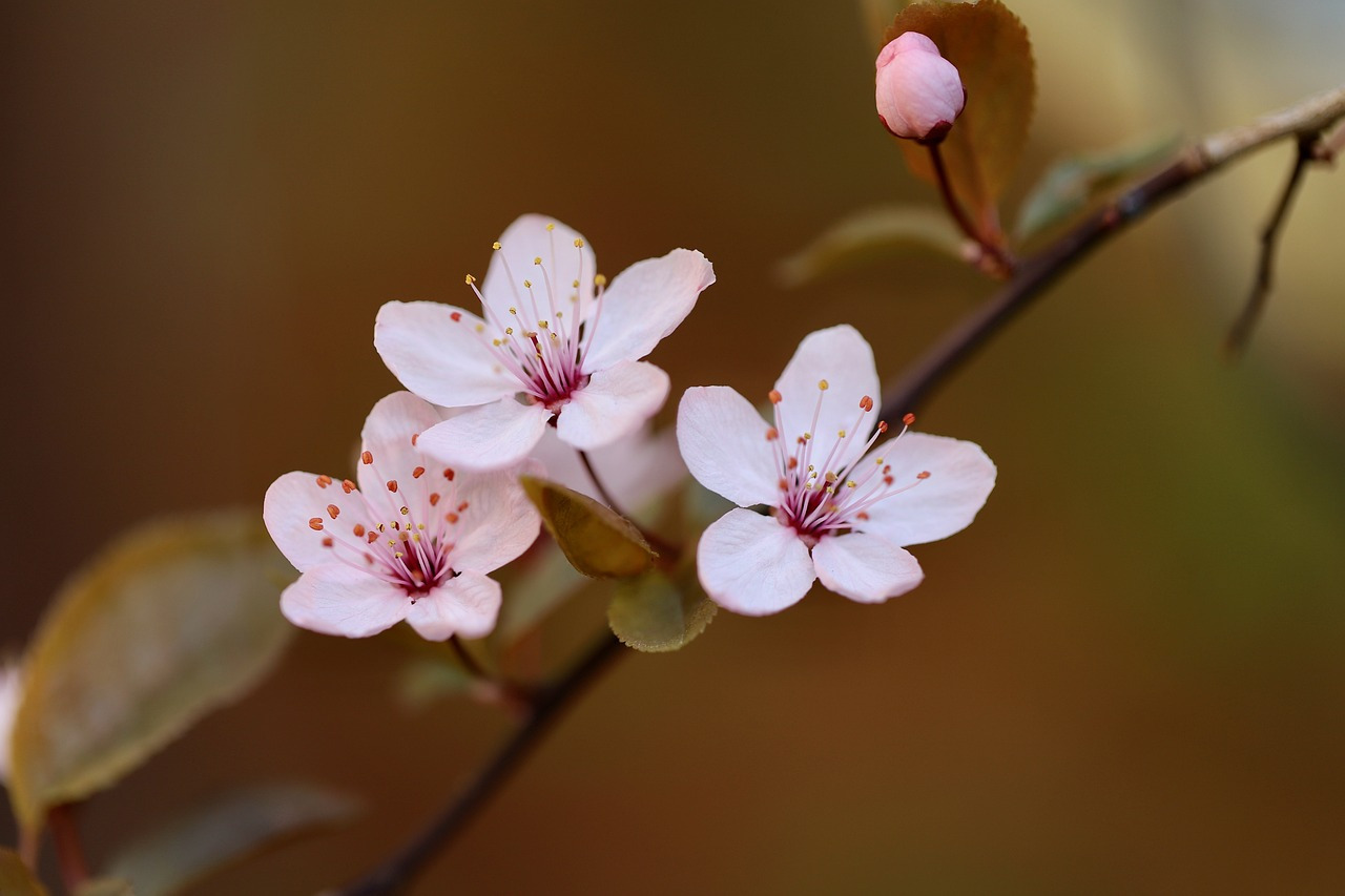 ornamental-plum-7115659_1280.jpg