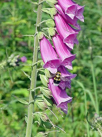 330px-Digitalis_purpurea2.jpg