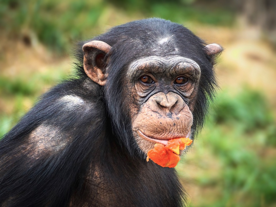 chimpanzee-3703198_960_720.jpg