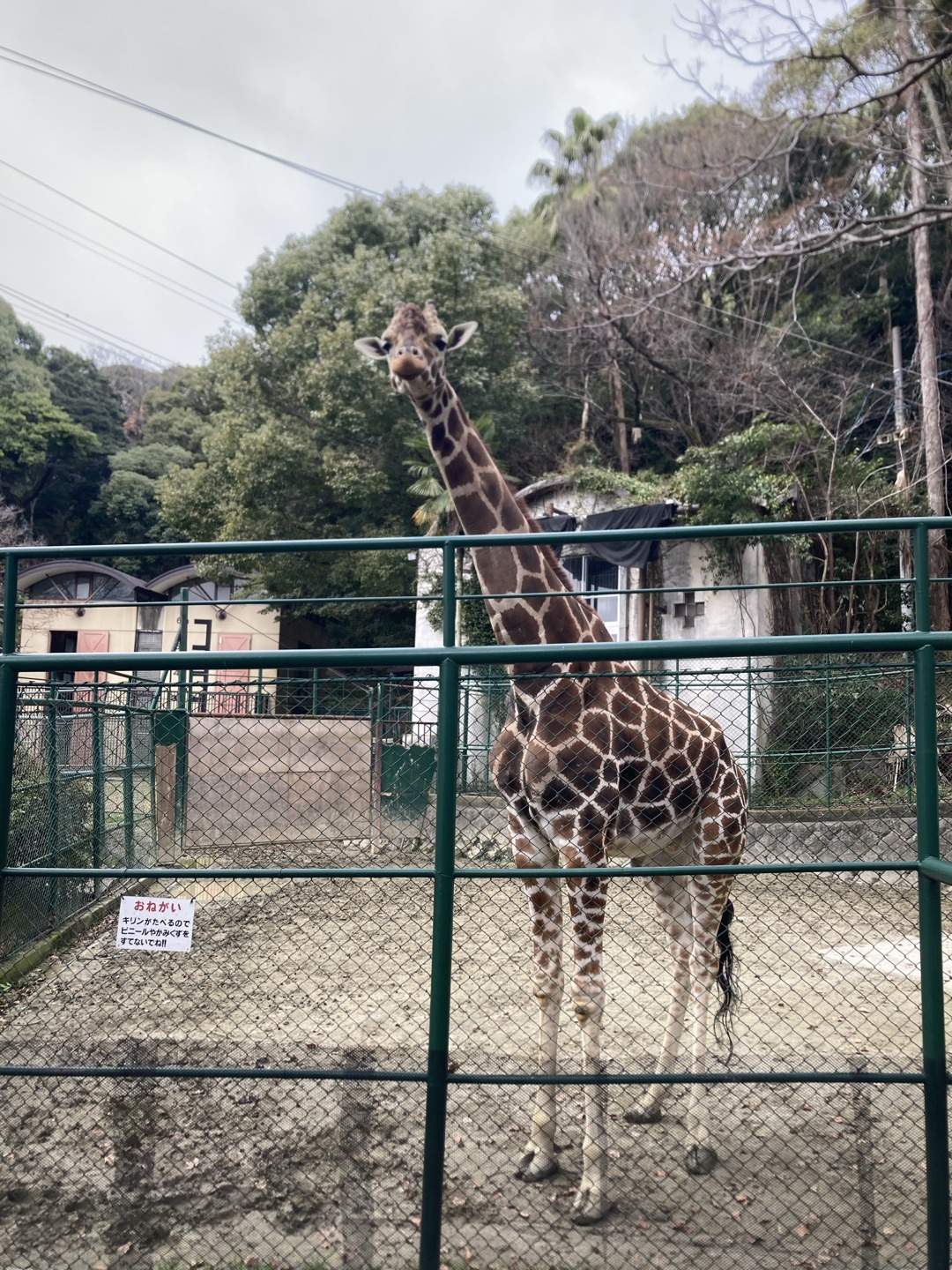 기린.jpg