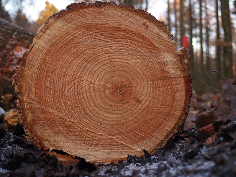 Tree_rings_low.jpg