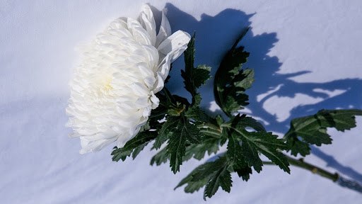 민식이법 민식이법놀이 교통사고 블랙박스 (19).jpg