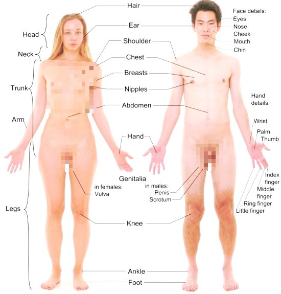 남자와 여자의 외형적 차이.jpg