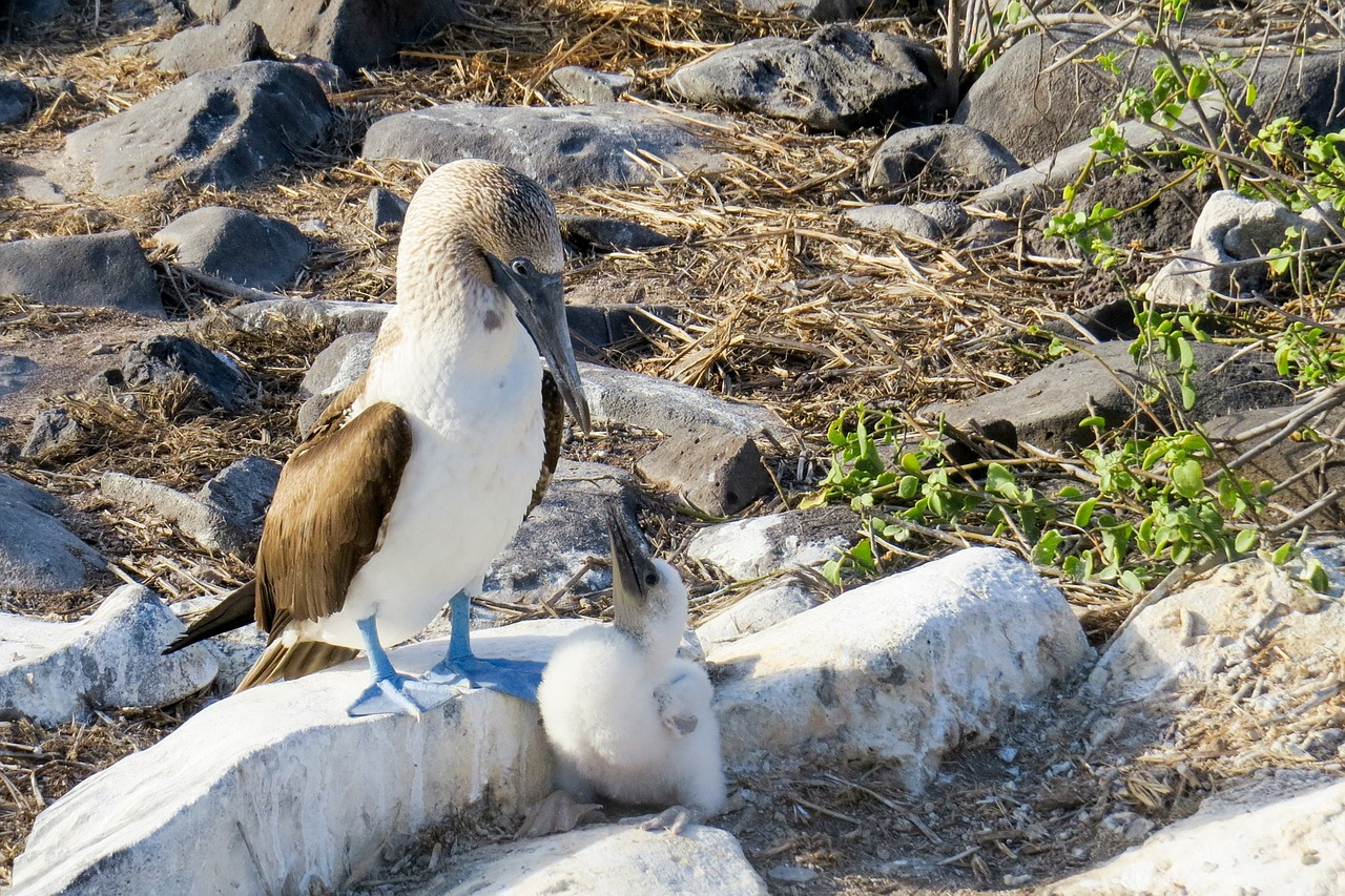 blue-footed-booby-2422192_1280.jpg