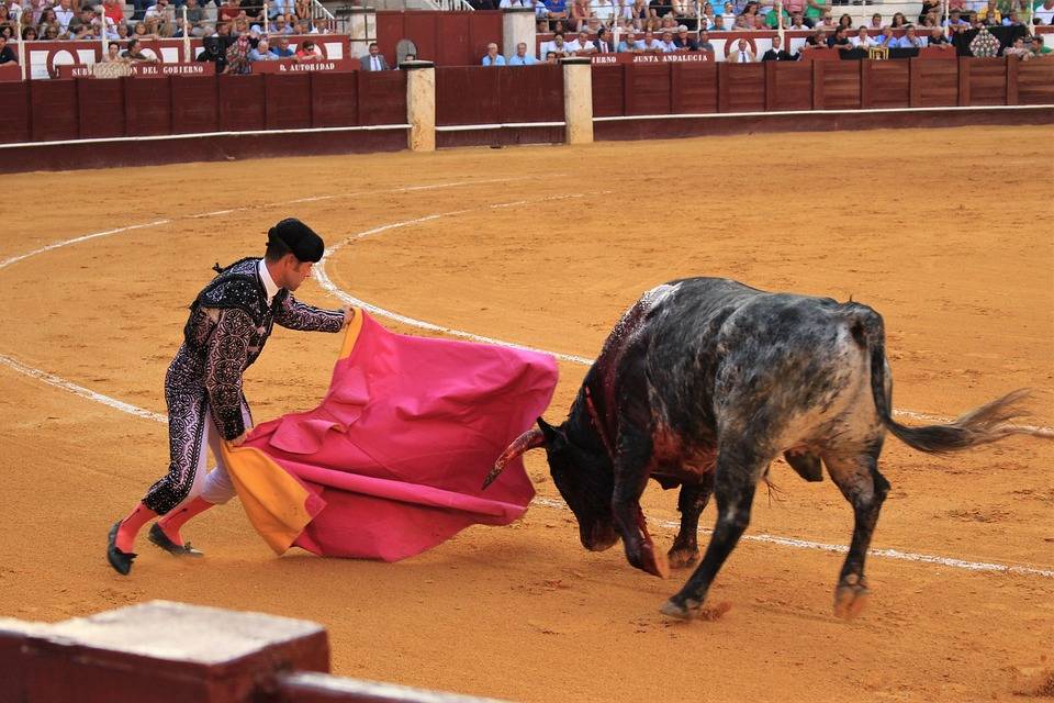 bullfight_pixabay.jpg