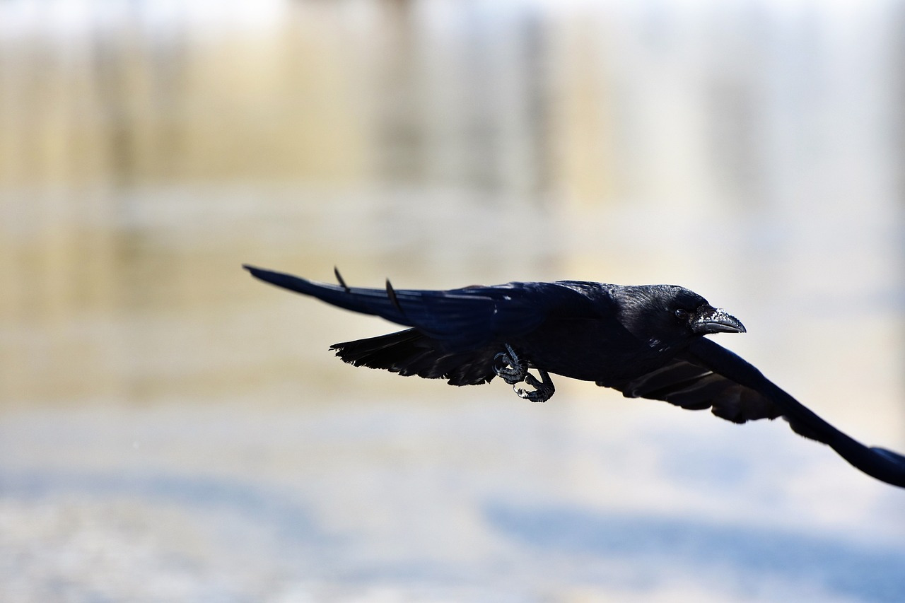 crow-3184056_1280.jpg