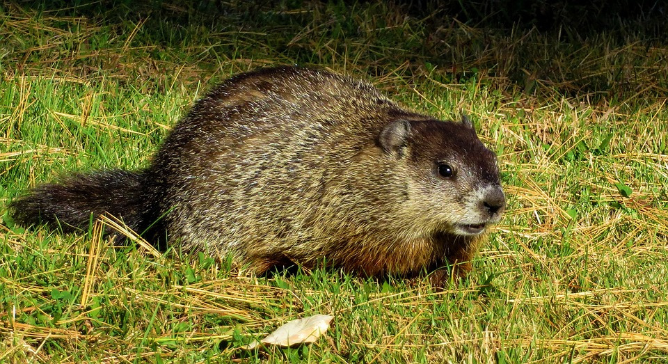 groundhog.jpg
