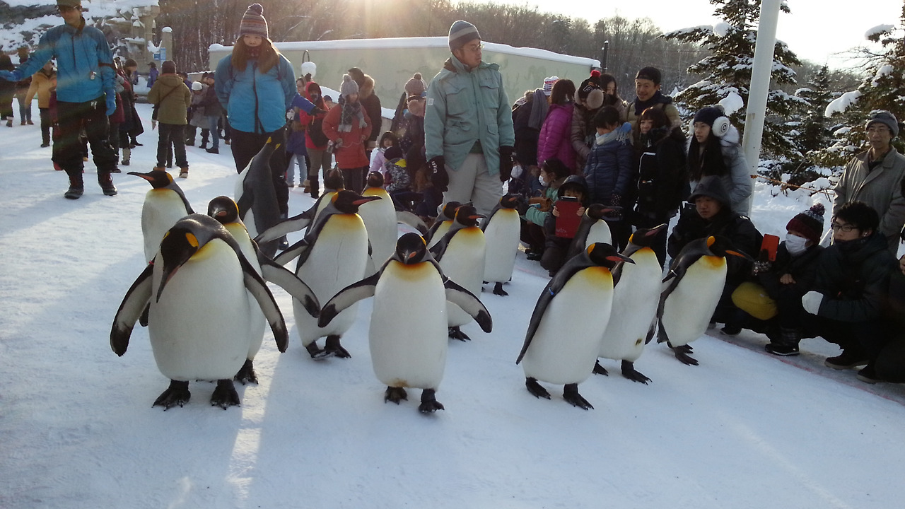 (2016년 12월) 아사히야마 동물원.jpg