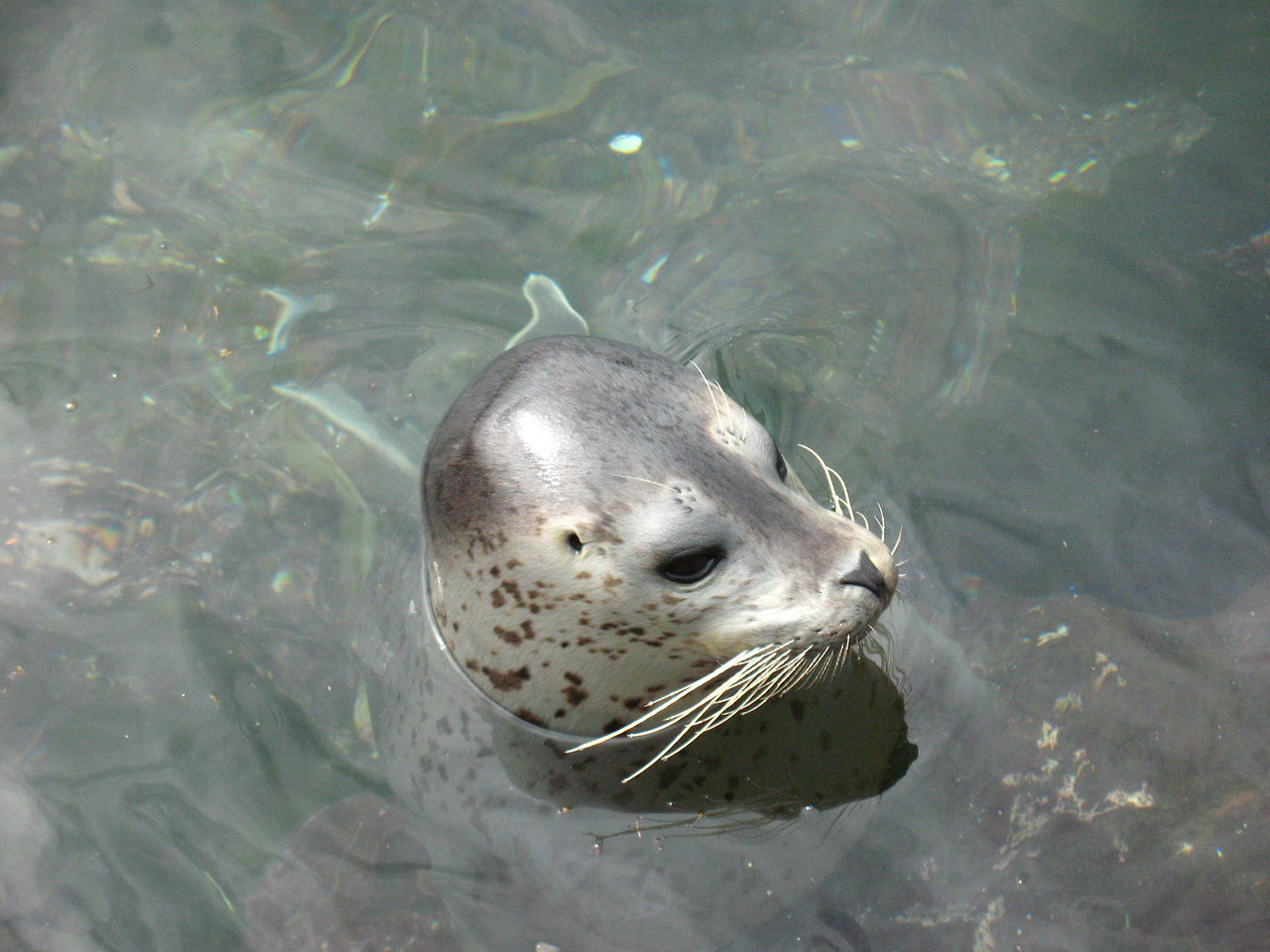 (2010년 7월) 리시리.jpg