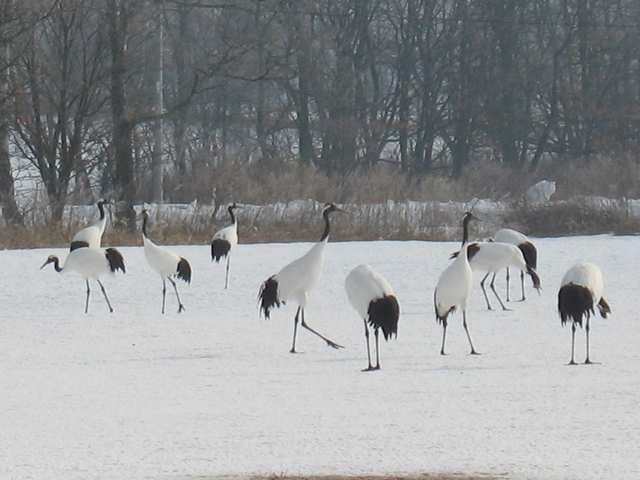 (2011년 2월) 쿠시로 3.jpg