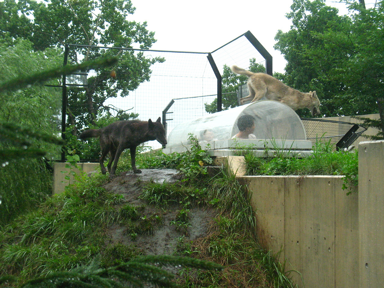 (2010년 7월) 아사히야마 동물원.jpg