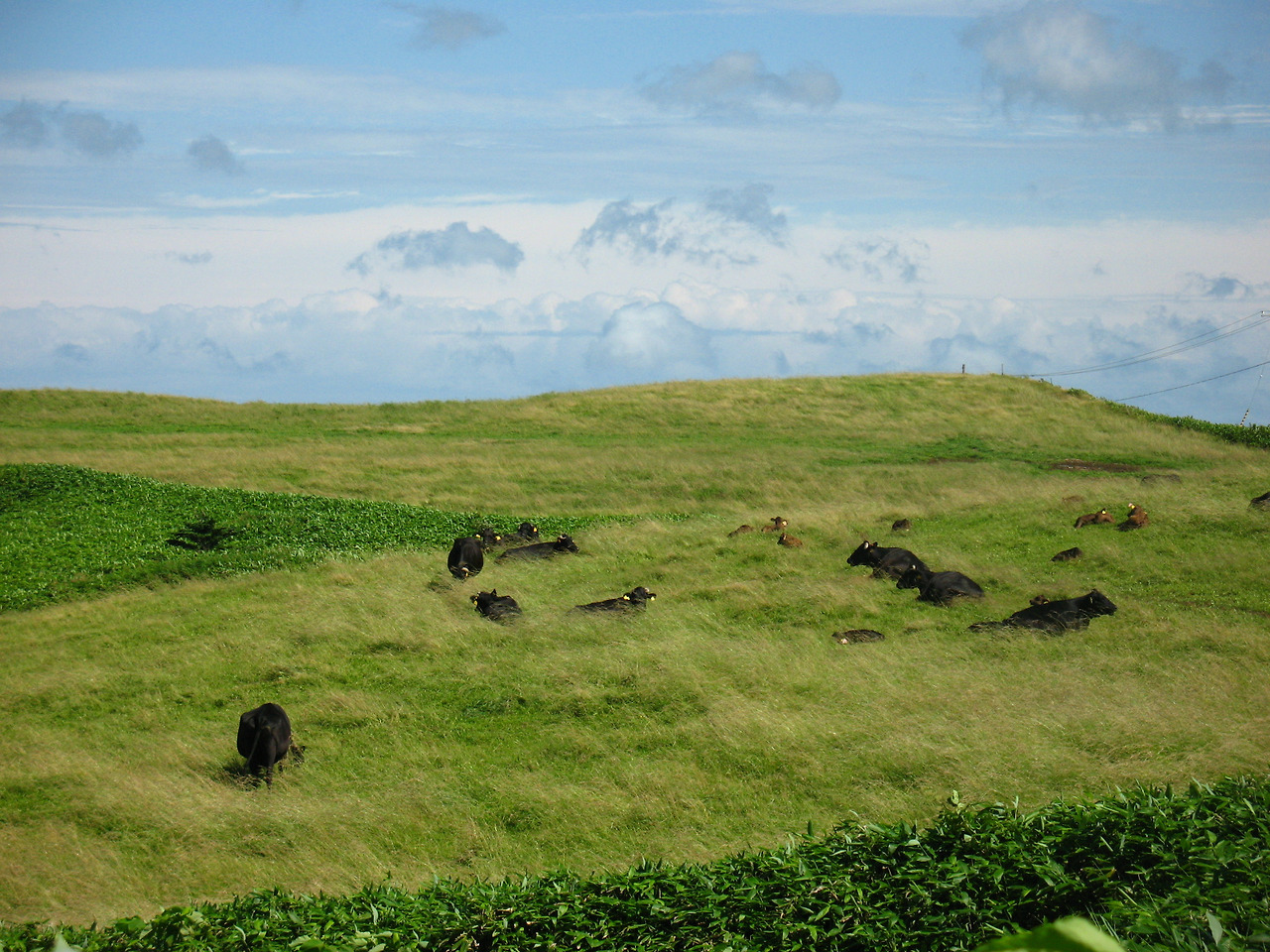 (2010년 8월) 소야.jpg