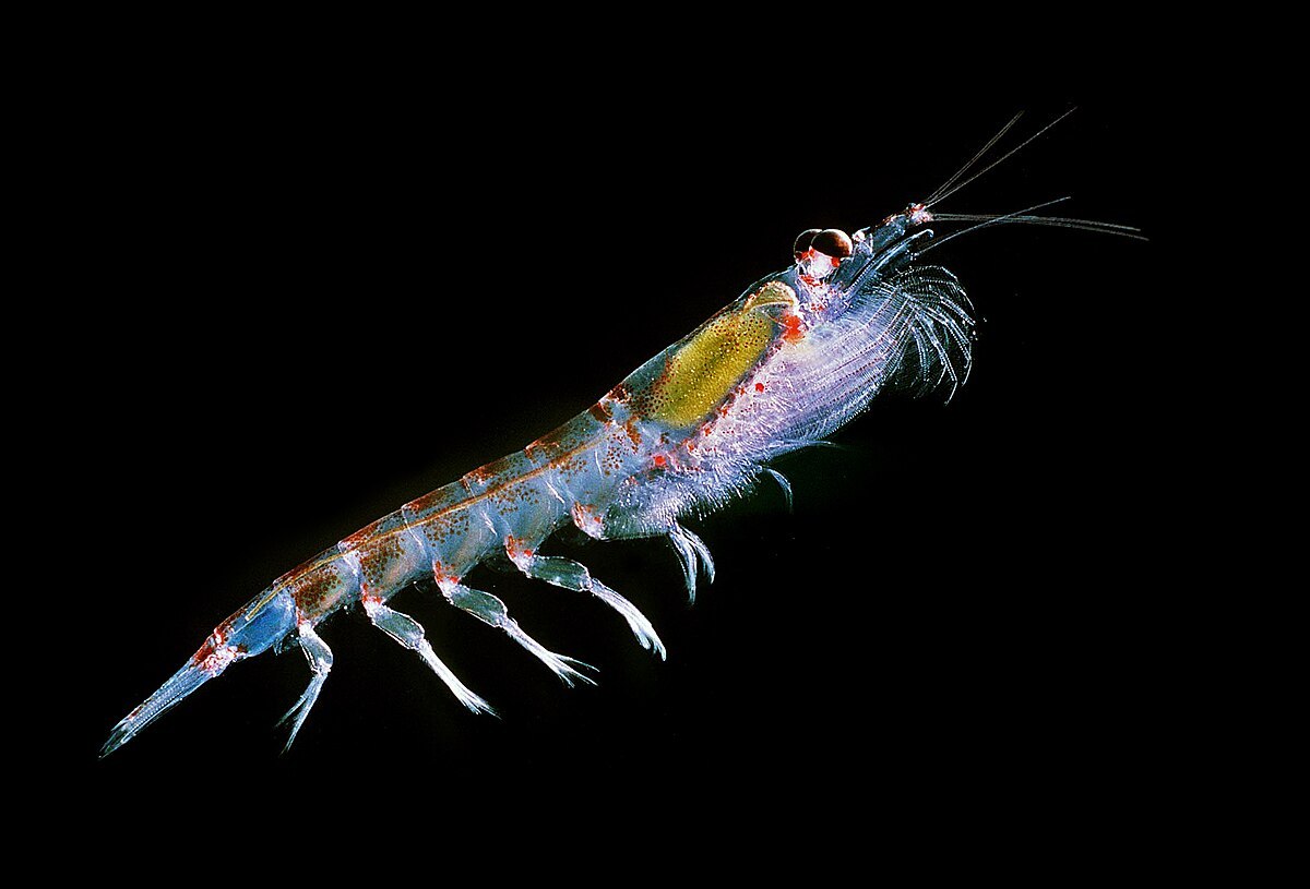Antarctic_krill_(Euphausia_superba).jpg
