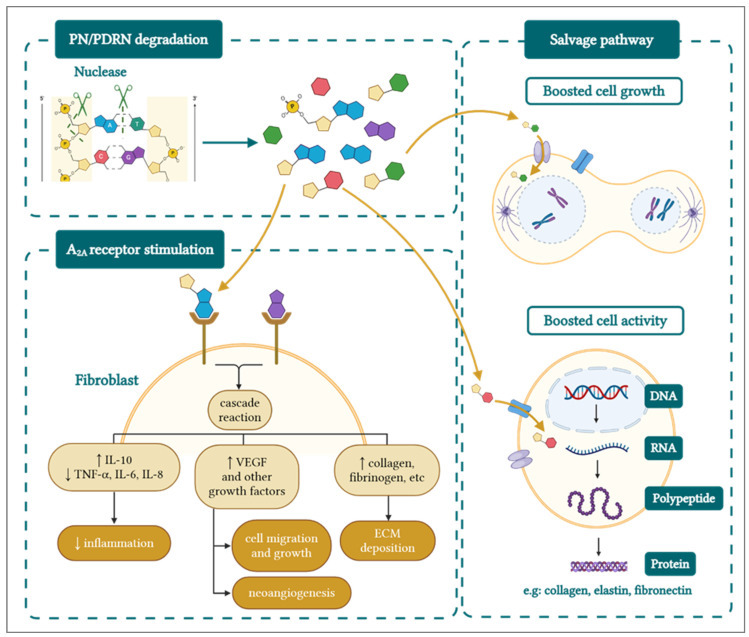 biomolecules-15-00148-g003.jpg