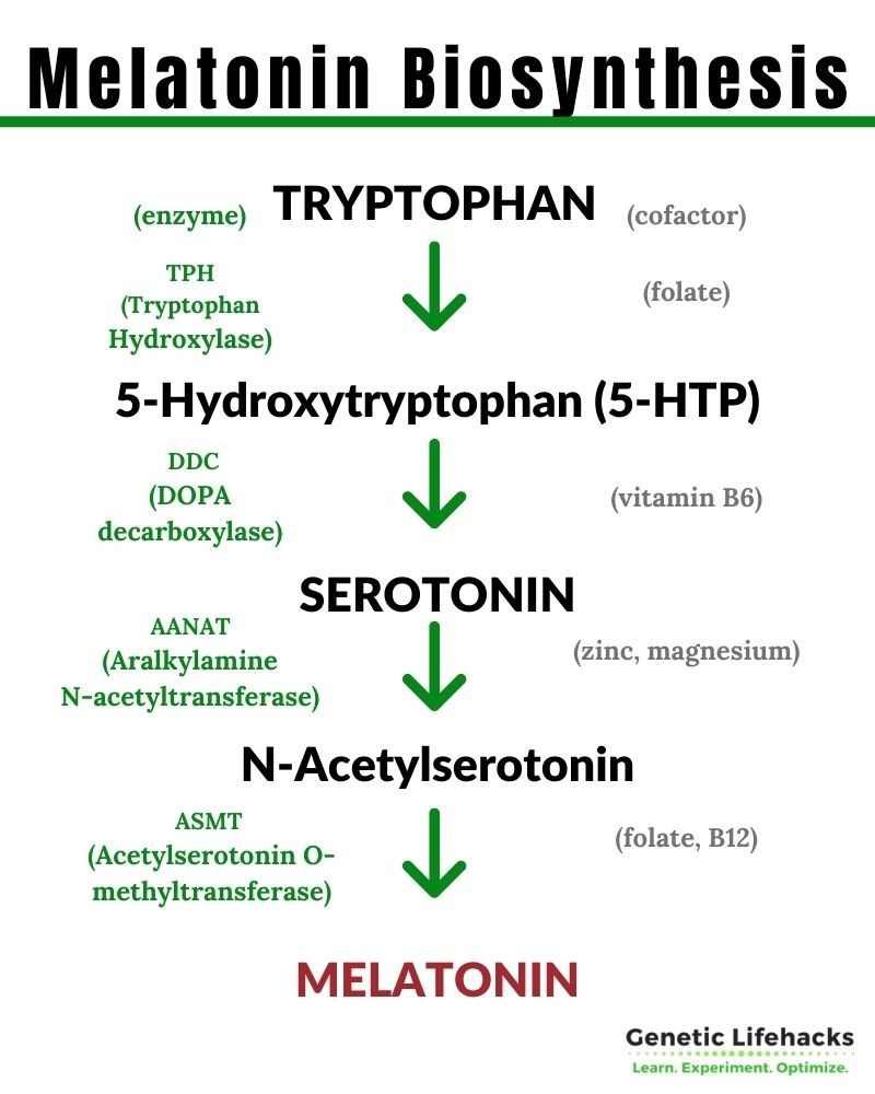 Melatonin-Biosynthesis.jpg