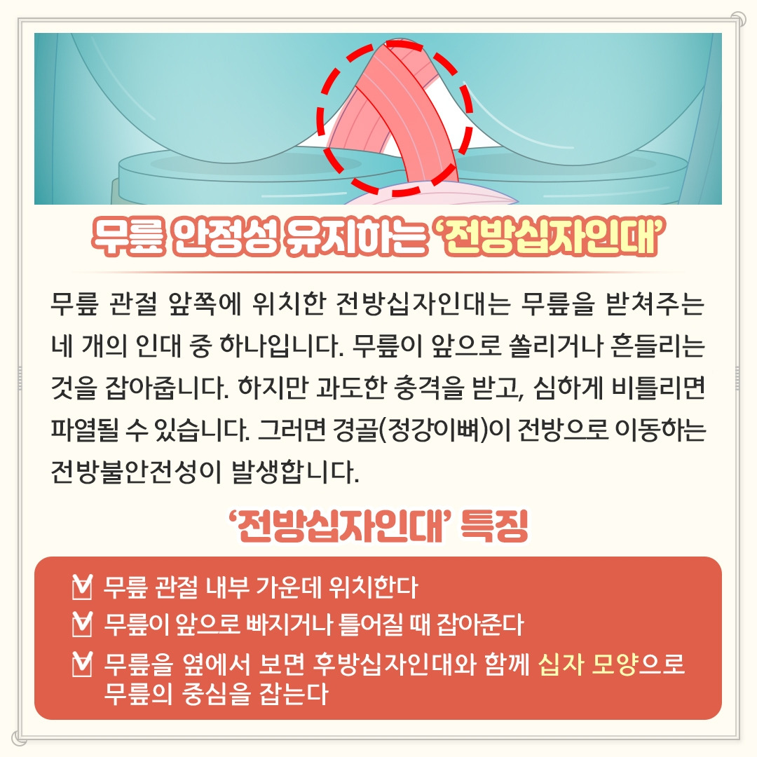 전방십자인대_03.jpg