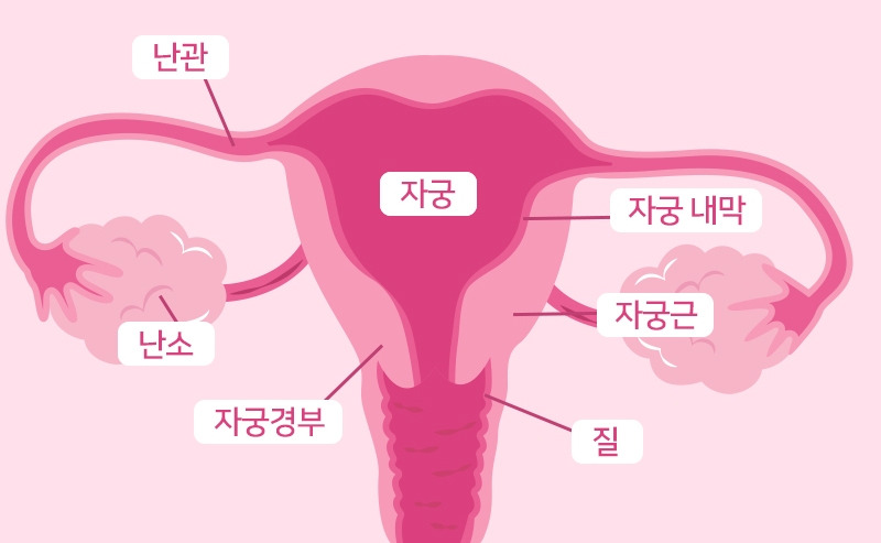 2.▶자궁내막, 생리주기 따라 수축‧팽창 반복.jpg