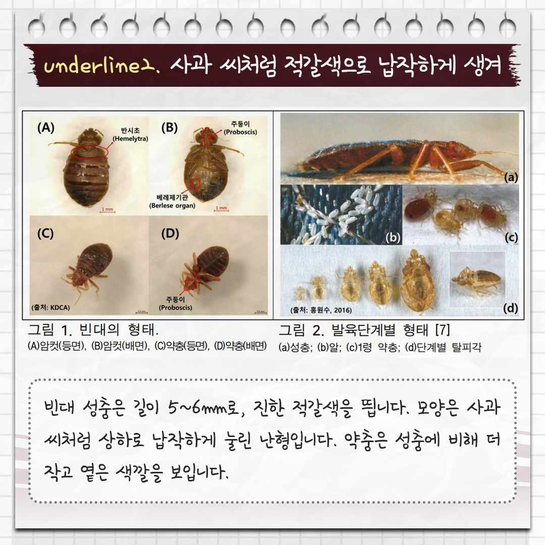빈대_04.jpg