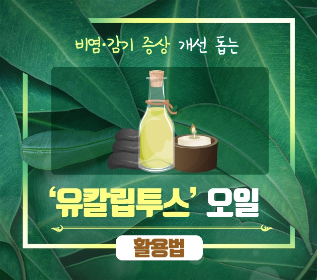 [크기변환][크기변환]비염‧감기 증상 개선 돕는 ‘유칼립투스’ 오일 활용법2_190827.jpg