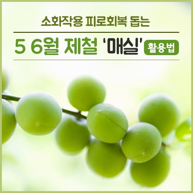 매실_힐팁_200426.jpg
