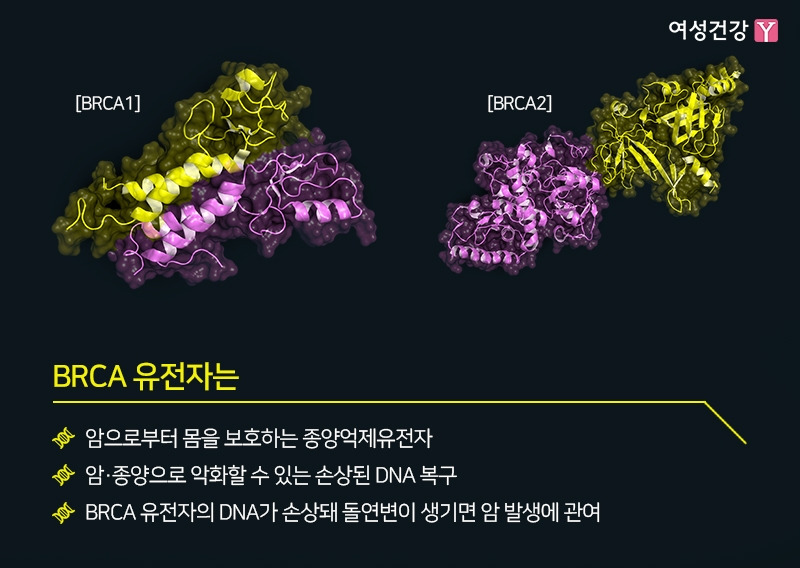 2.※BRCA 유전자는.jpg