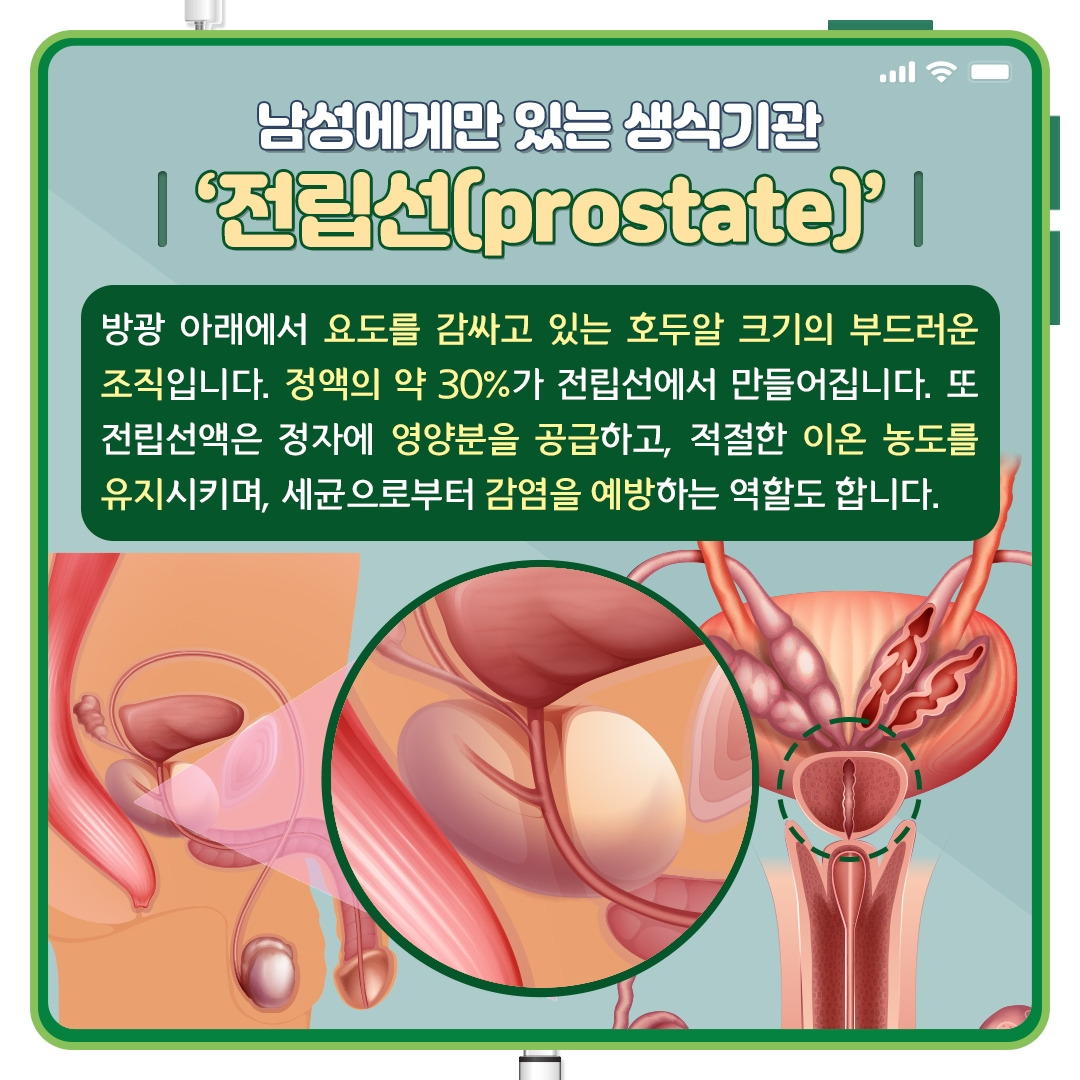 전립선_02.jpg