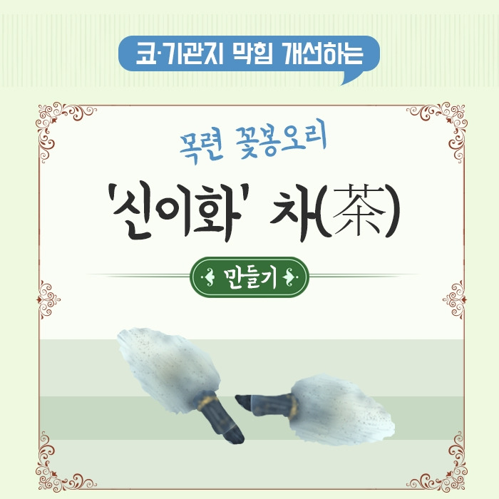 코‧기관지 막힘 개선하는 목련 꽃봉오리 ‘신이화’ 차(茶) 만들기0_200220.jpg