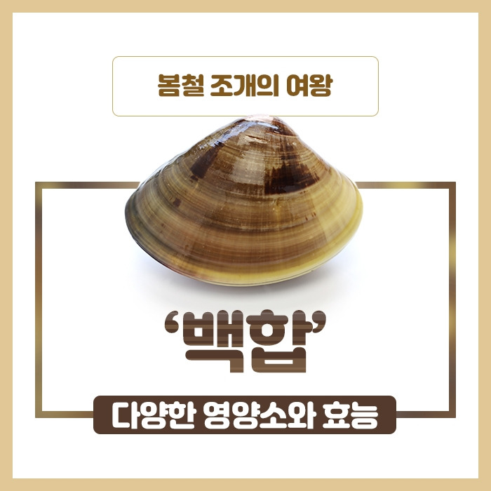 봄철 조개의 여왕 ‘백합’ 다양한 영양소와 효능_힐팁_200323.jpg