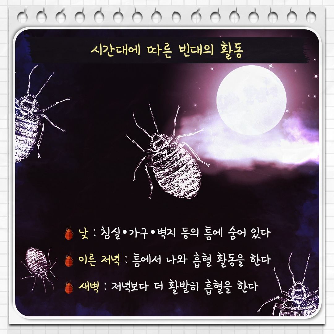 빈대_07.jpg