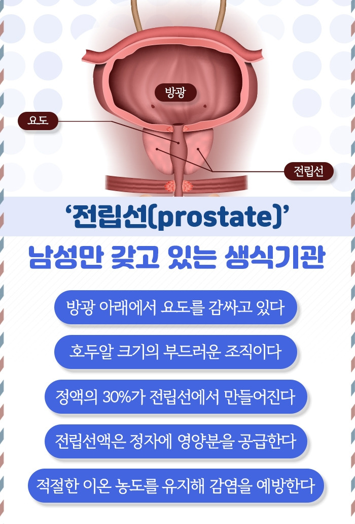 전립선비대증_02.jpg