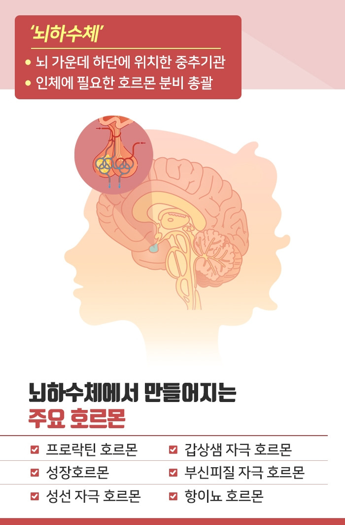 뇌하수체_02.jpg