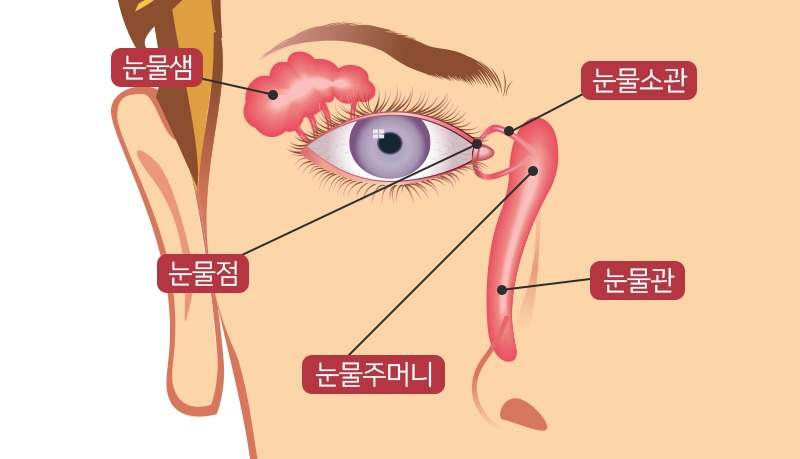 2.▶생성‧배출 반복하는 눈물.jpg