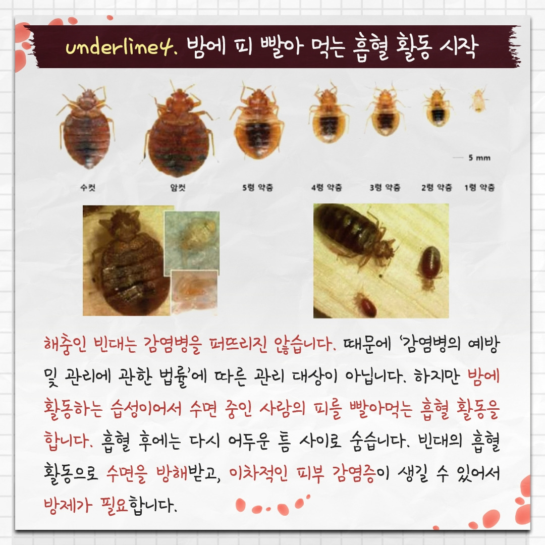 빈대_06.jpg