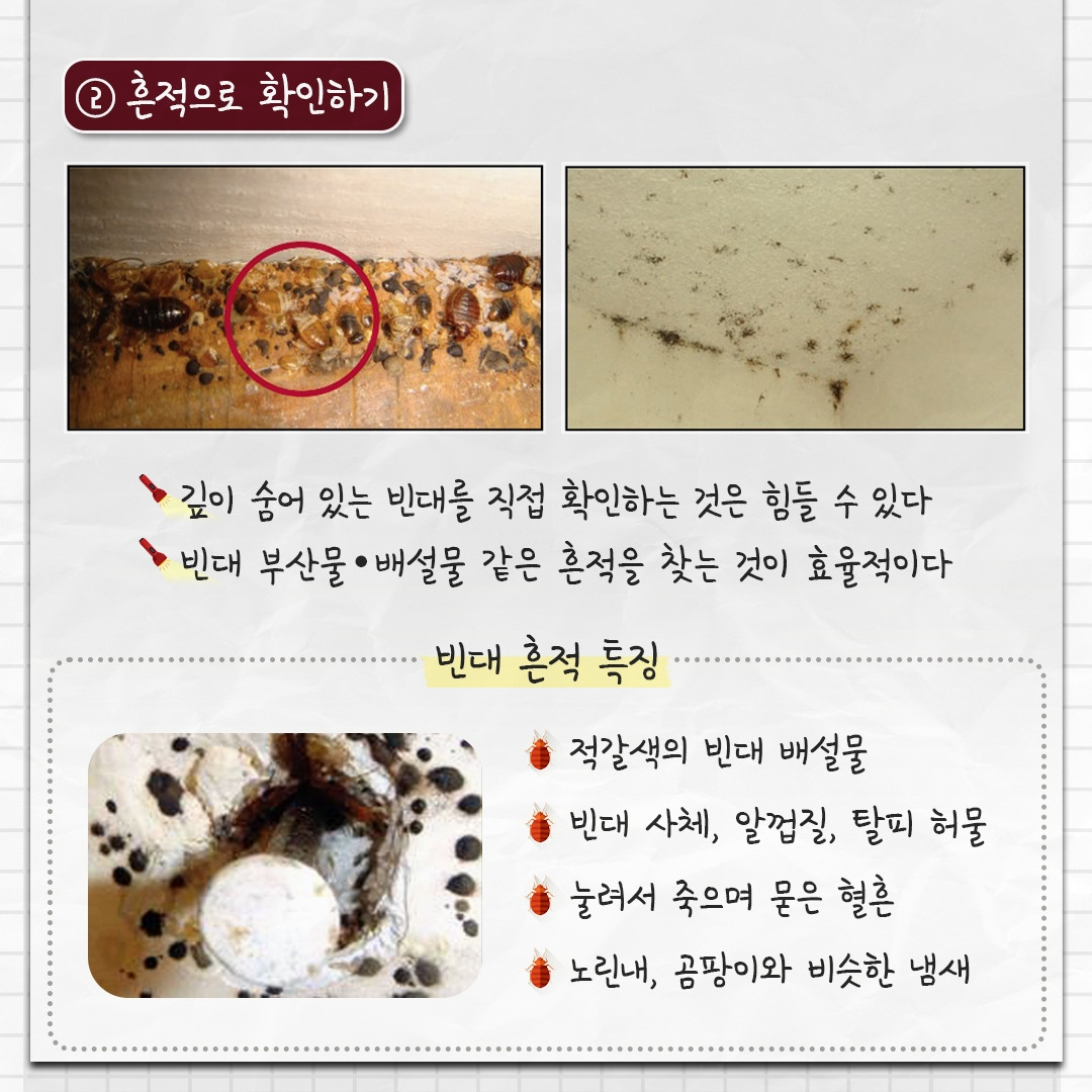 빈대2_05.jpg