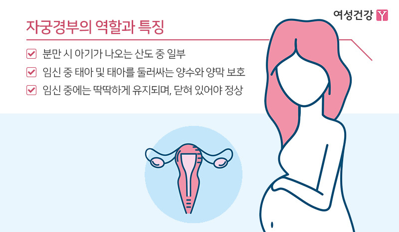 ※자궁경부의 역할과 특징.jpg